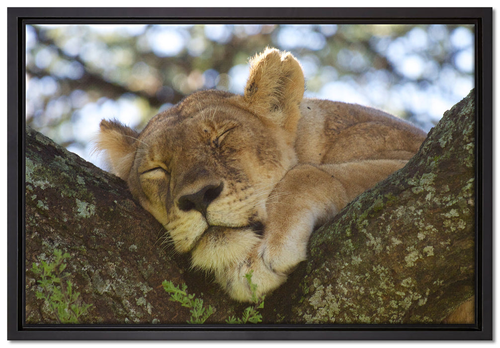 müde Löwin ruht auf Baum auf Leinwandbild gerahmt Größe 60x40