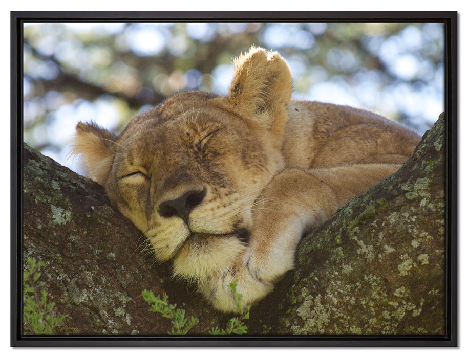 müde Löwin ruht auf Baum auf Leinwandbild gerahmt Größe 80x60