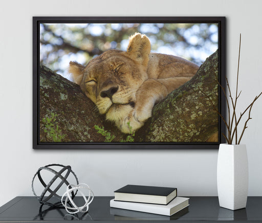 müde Löwin ruht auf Baum auf Leinwandbild gerahmt mit Kirschblüten
