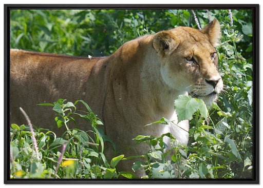 wachsame Löwin auf Leinwandbild gerahmt Größe 100x70