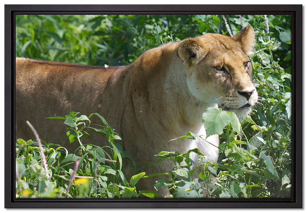 wachsame Löwin auf Leinwandbild gerahmt Größe 60x40
