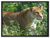 wachsame Löwin auf Leinwandbild gerahmt Größe 80x60