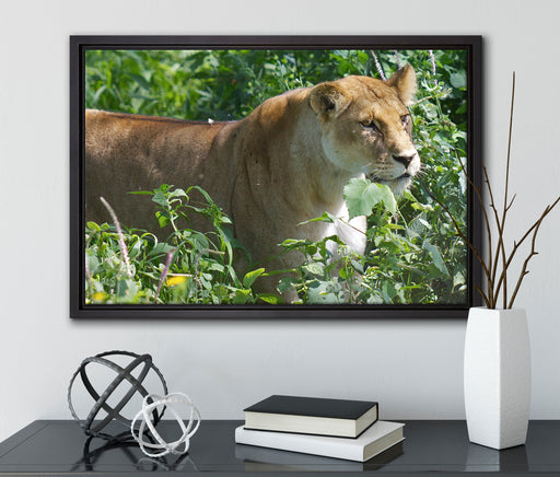 wachsame Löwin auf Leinwandbild gerahmt mit Kirschblüten