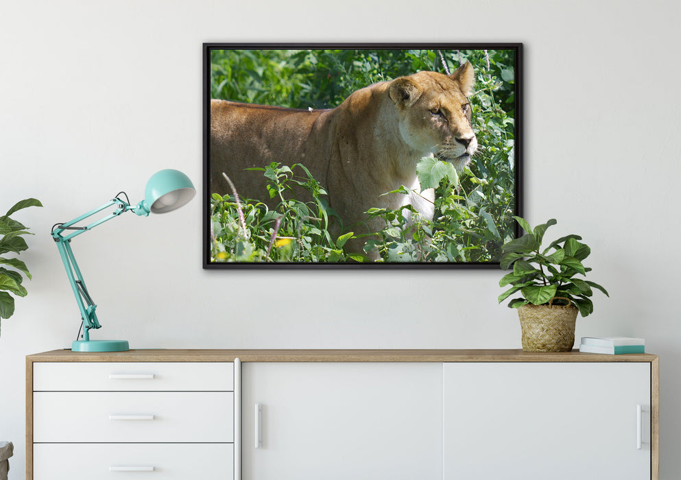 wachsame Löwin auf Leinwandbild gerahmt verschiedene Größen im Wohnzimmer
