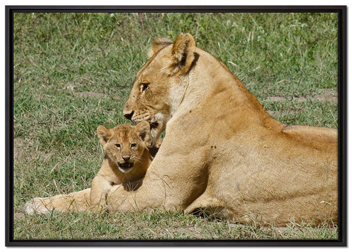 Löwin putzt ihr auf Leinwandbild gerahmt Größe 100x70