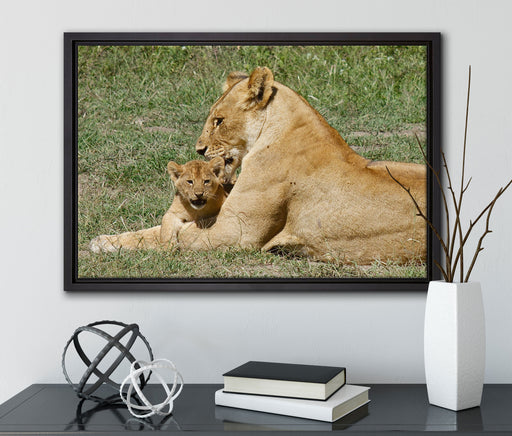 Löwin putzt ihr auf Leinwandbild gerahmt mit Kirschblüten