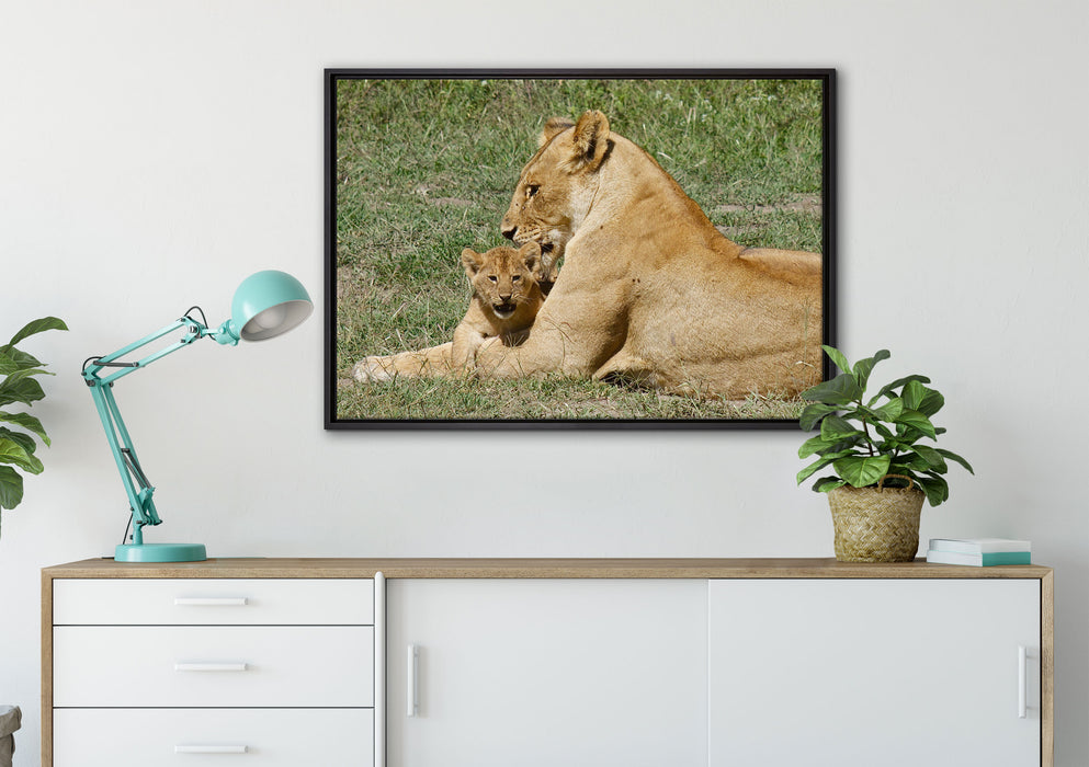 Löwin putzt ihr auf Leinwandbild gerahmt verschiedene Größen im Wohnzimmer
