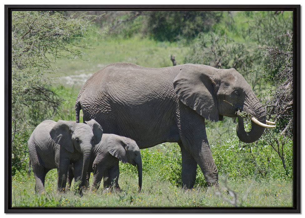 friedliche Elefantenfamilie, Leinwandbild mit Bilderrahmen