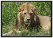 müder Löwe ruht im Gras auf Leinwandbild gerahmt Größe 100x70