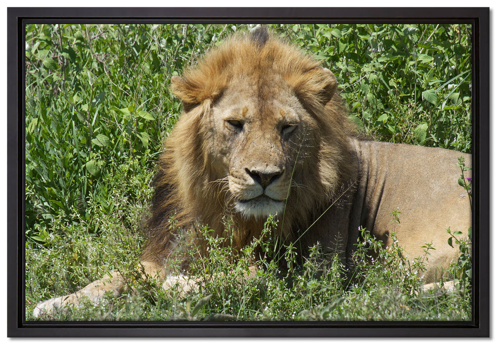 müder Löwe ruht im Gras auf Leinwandbild gerahmt Größe 60x40