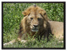 müder Löwe ruht im Gras auf Leinwandbild gerahmt Größe 80x60