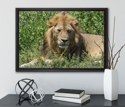 müder Löwe ruht im Gras auf Leinwandbild gerahmt mit Kirschblüten
