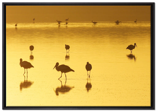 Pelikanschwarm im Wasser auf Leinwandbild gerahmt Größe 100x70