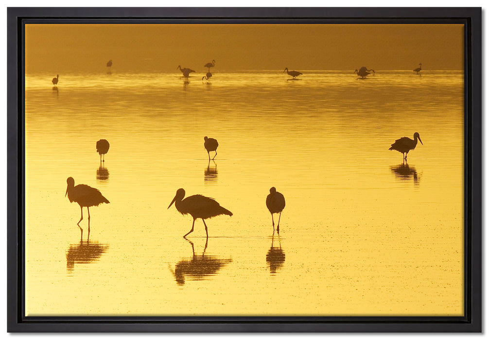Pelikanschwarm im Wasser auf Leinwandbild gerahmt Größe 60x40