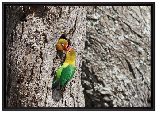 Unzertrennlichen-Paar auf Leinwandbild gerahmt Größe 100x70