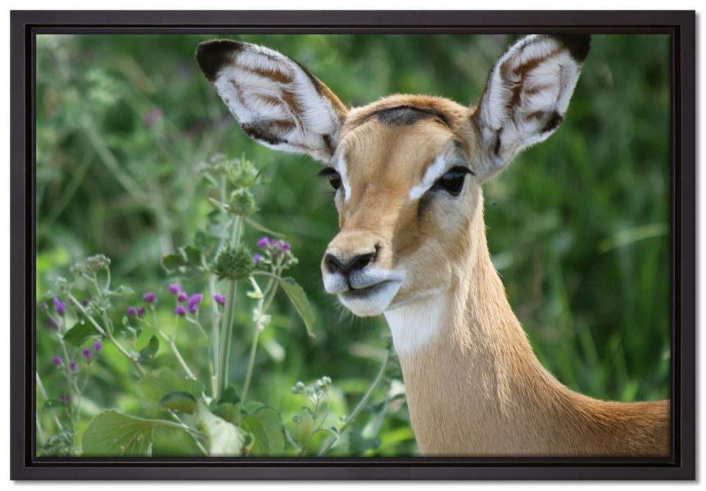 niedliches Reh vor hoher Wiese auf Leinwandbild gerahmt Größe 60x40