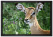 niedliches Reh vor hoher Wiese auf Leinwandbild gerahmt Größe 60x40