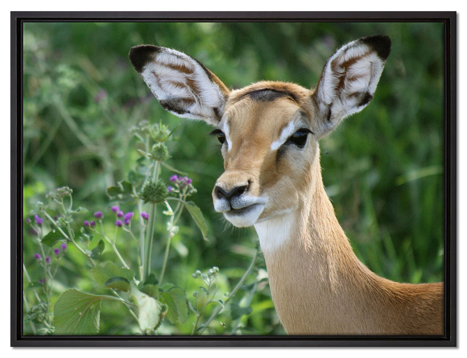 niedliches Reh vor hoher Wiese auf Leinwandbild gerahmt Größe 80x60