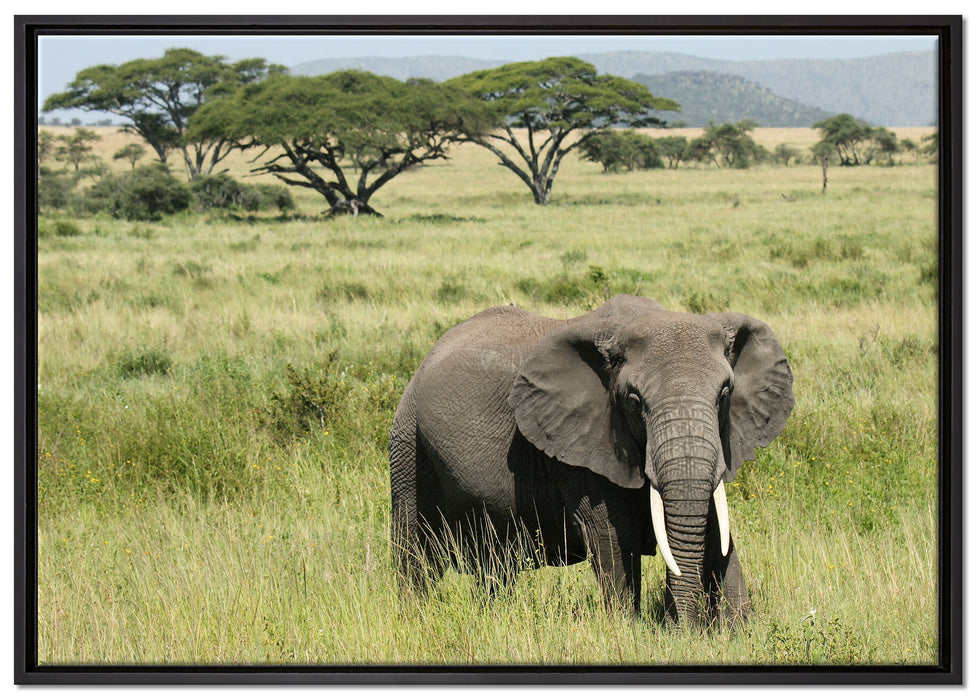 Elefant in der Savanne auf Leinwandbild gerahmt Größe 100x70