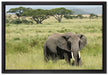 Elefant in der Savanne auf Leinwandbild gerahmt Größe 60x40