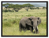 Elefant in der Savanne auf Leinwandbild gerahmt Größe 80x60