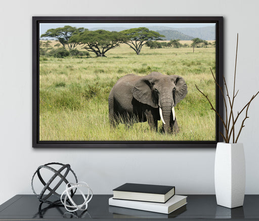 Elefant in der Savanne auf Leinwandbild gerahmt mit Kirschblüten