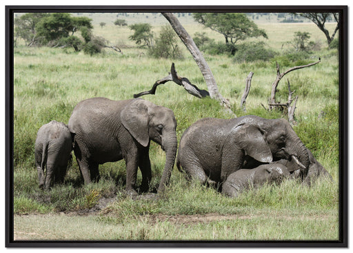 große Elefantenfamilie auf Leinwandbild gerahmt Größe 100x70