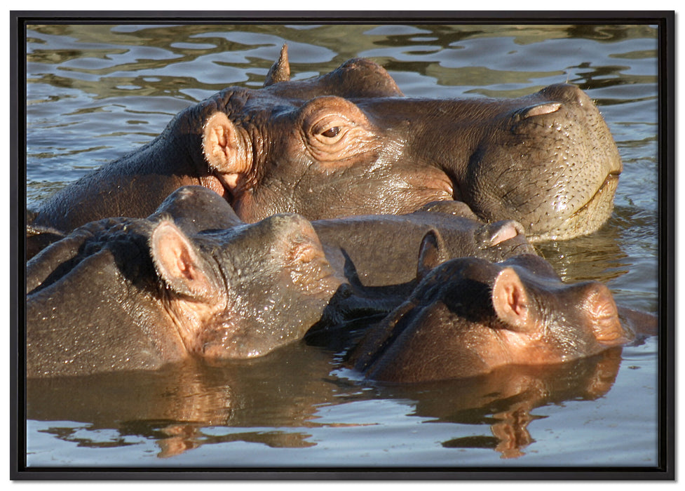 schwimmende Flusspferdfamilie auf Leinwandbild gerahmt Größe 100x70