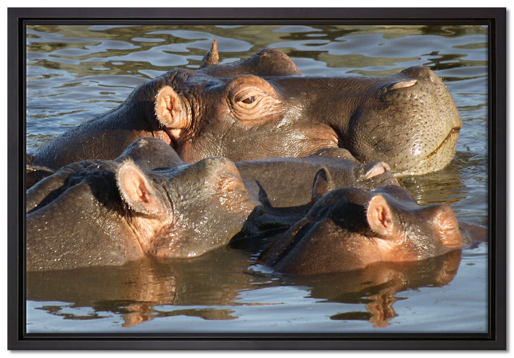 schwimmende Flusspferdfamilie auf Leinwandbild gerahmt Größe 60x40