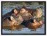 schwimmende Flusspferdfamilie auf Leinwandbild gerahmt Größe 80x60