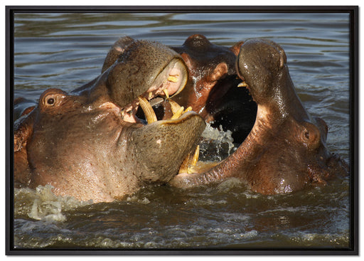 kämpfende Flusspferde auf Leinwandbild gerahmt Größe 100x70
