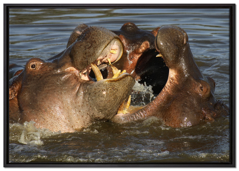 kämpfende Flusspferde auf Leinwandbild gerahmt Größe 100x70