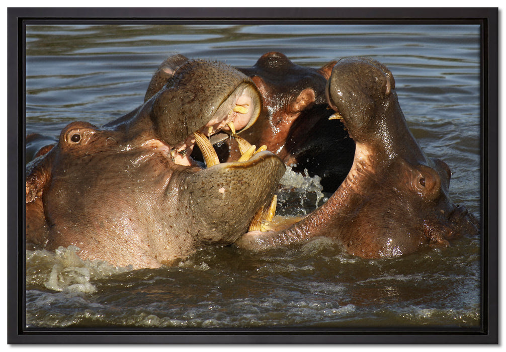 kämpfende Flusspferde auf Leinwandbild gerahmt Größe 60x40