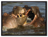 kämpfende Flusspferde auf Leinwandbild gerahmt Größe 80x60