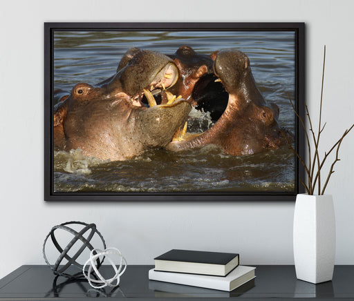 kämpfende Flusspferde auf Leinwandbild gerahmt mit Kirschblüten
