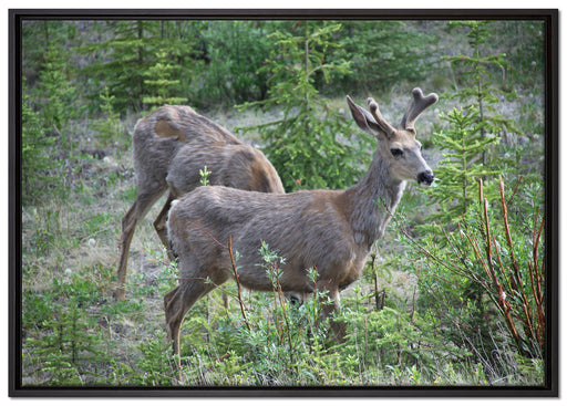 junges Reh Paar auf Leinwandbild gerahmt Größe 100x70