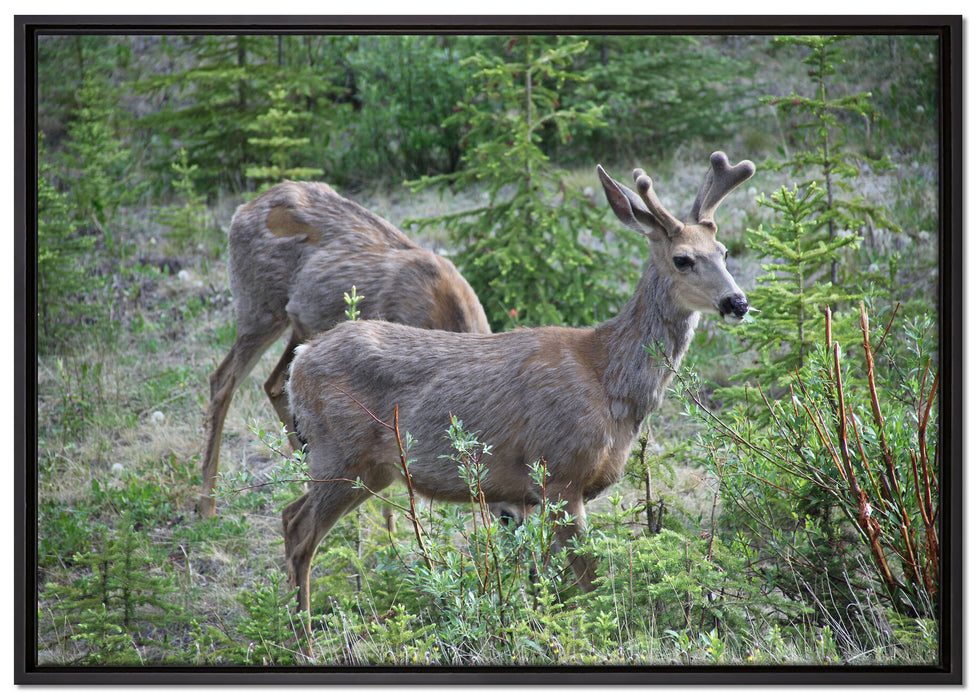 junges Reh Paar auf Leinwandbild gerahmt Größe 100x70