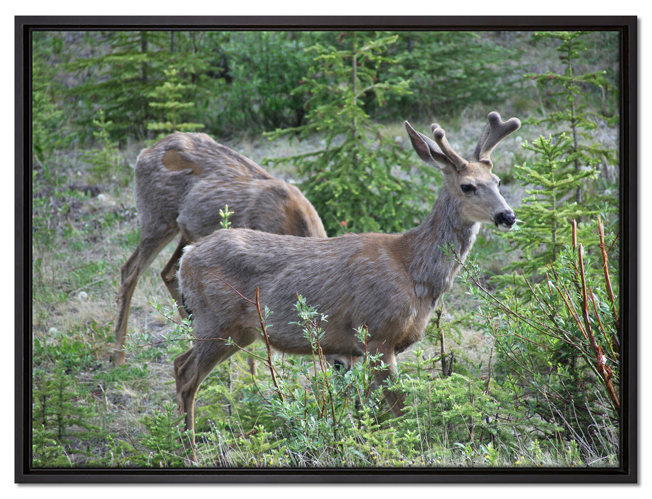junges Reh Paar auf Leinwandbild gerahmt Größe 80x60