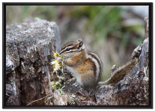 Streifenhörnchen beim Fressen auf Leinwandbild gerahmt Größe 100x70