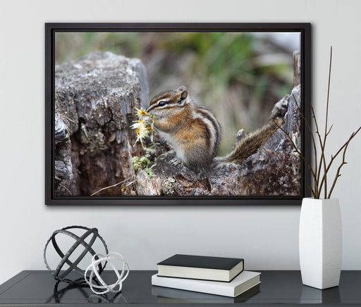 Streifenhörnchen beim Fressen auf Leinwandbild gerahmt mit Kirschblüten