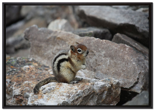 schüchternes Streifenhörnchen auf Leinwandbild gerahmt Größe 100x70