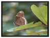 kleine bräunlicher Schmetterling auf Leinwandbild gerahmt Größe 80x60
