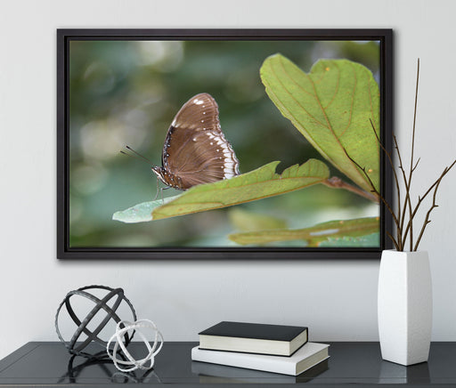 kleine bräunlicher Schmetterling auf Leinwandbild gerahmt mit Kirschblüten