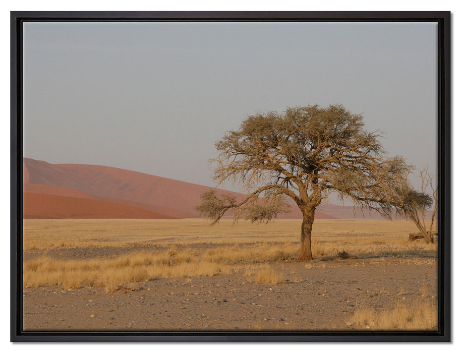 einzelner Baum in Wüste auf Leinwandbild gerahmt Größe 80x60