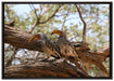zwei Vögel auf einem Baum auf Leinwandbild gerahmt Größe 100x70