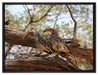 zwei Vögel auf einem Baum auf Leinwandbild gerahmt Größe 80x60