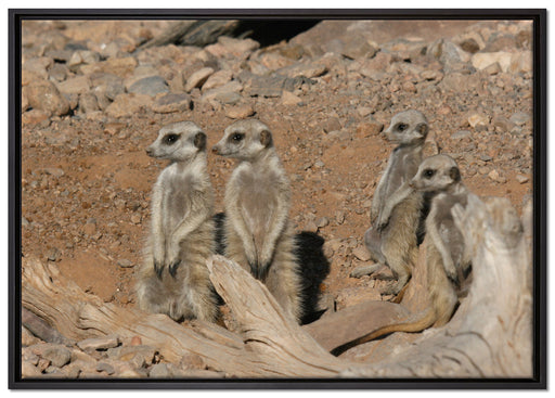 kleines Erdmännchen Rudel auf Leinwandbild gerahmt Größe 100x70