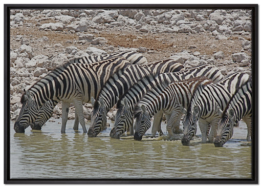 Zebraherde am Wasserloch auf Leinwandbild gerahmt Größe 100x70