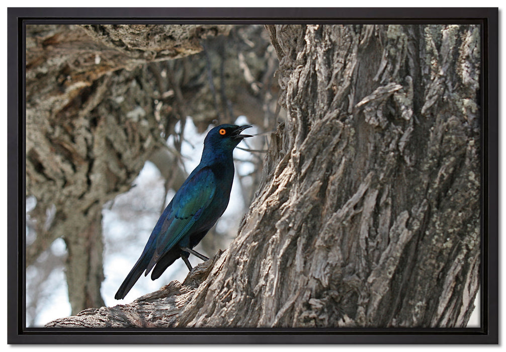 Purpurglanzstar auf Baum auf Leinwandbild gerahmt Größe 60x40