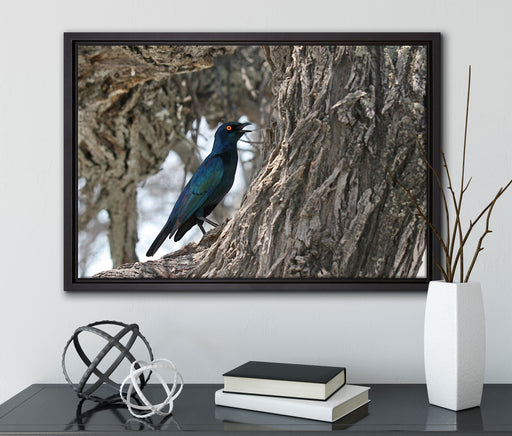 Purpurglanzstar auf Baum auf Leinwandbild gerahmt mit Kirschblüten